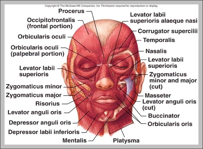 muscles of facial expression