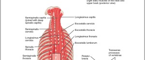 muscles of the back and neck