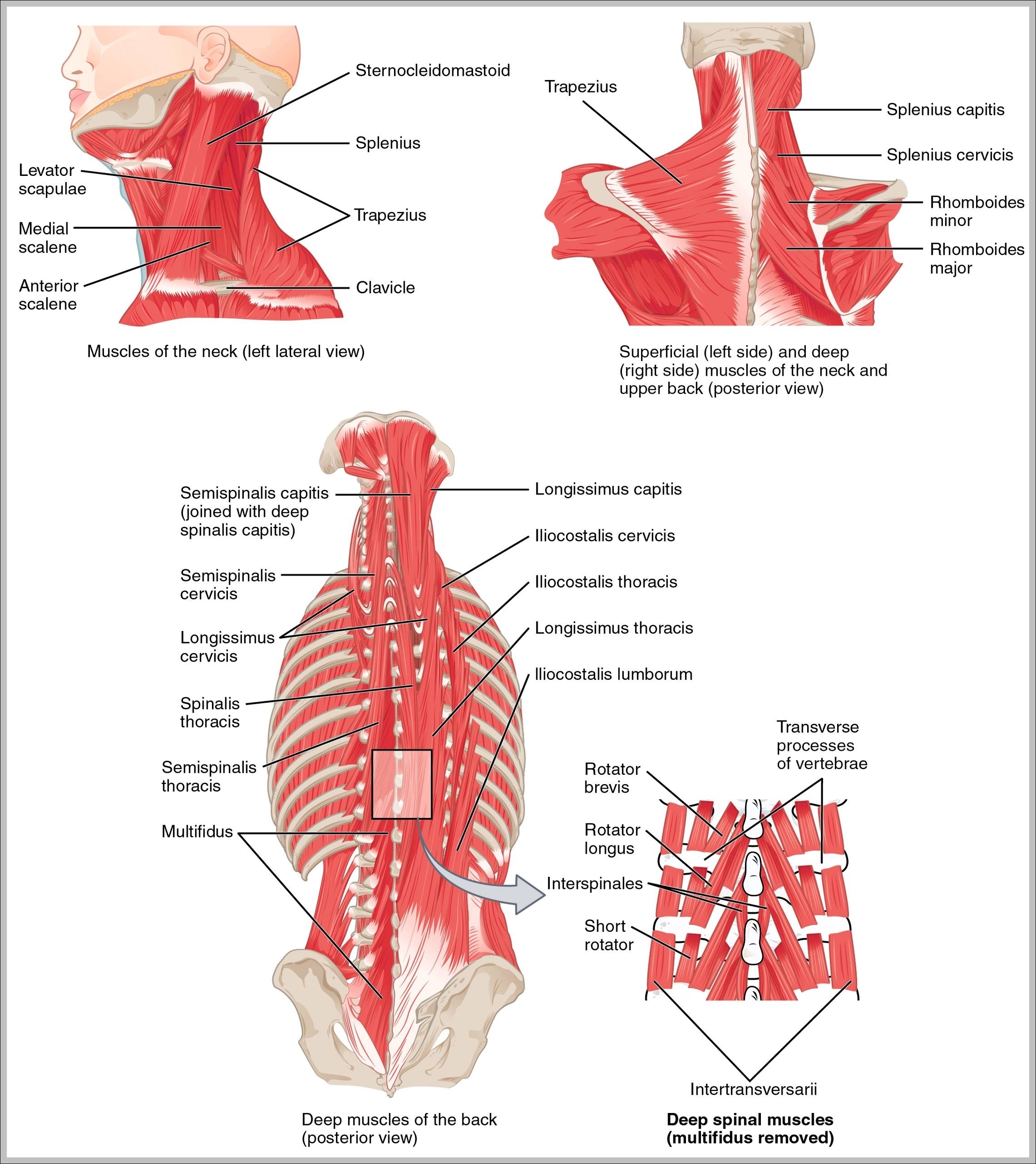muscles of the back and neck