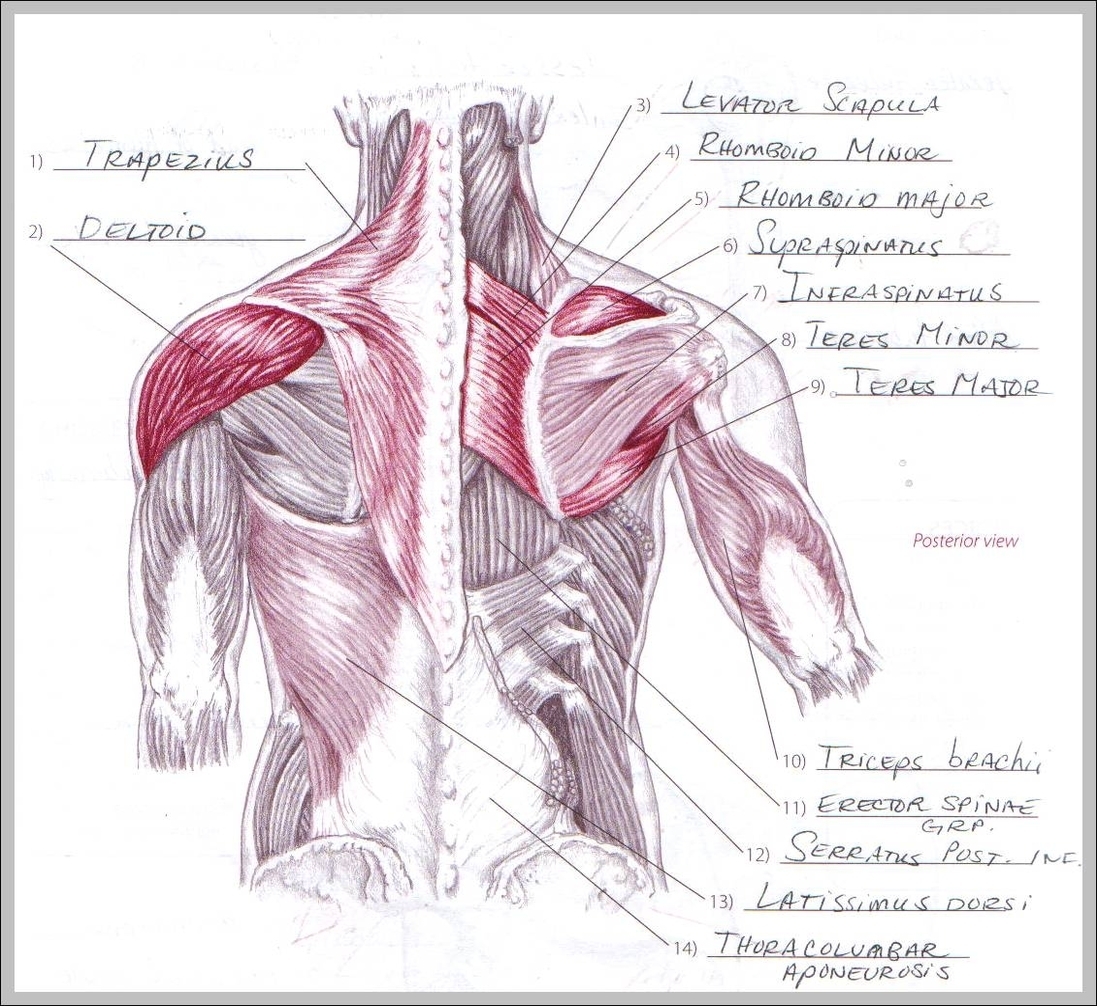 muscles of the shoulder and arm