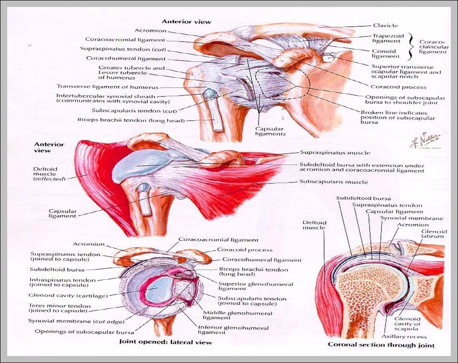 muscles of the shoulder joint