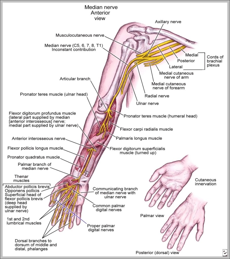 Muscles on shoulder - Graph Diagram