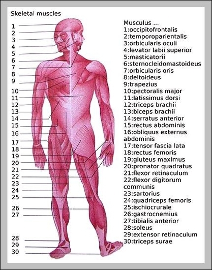 muscles on the human body