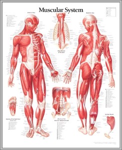 Muscles system - Graph Diagram