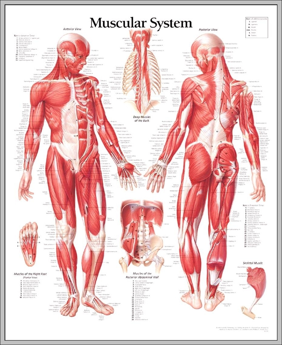 muscles system