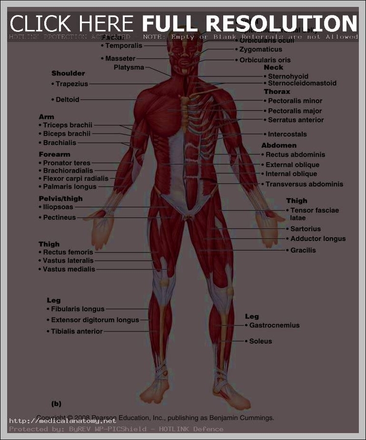 muscular system label