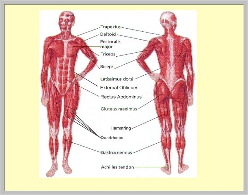 muscular system pics