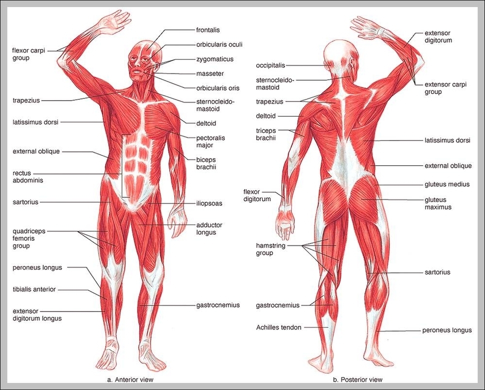 muscular system picture