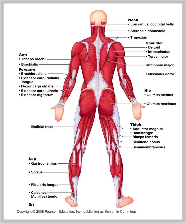 muscular system pictures 2