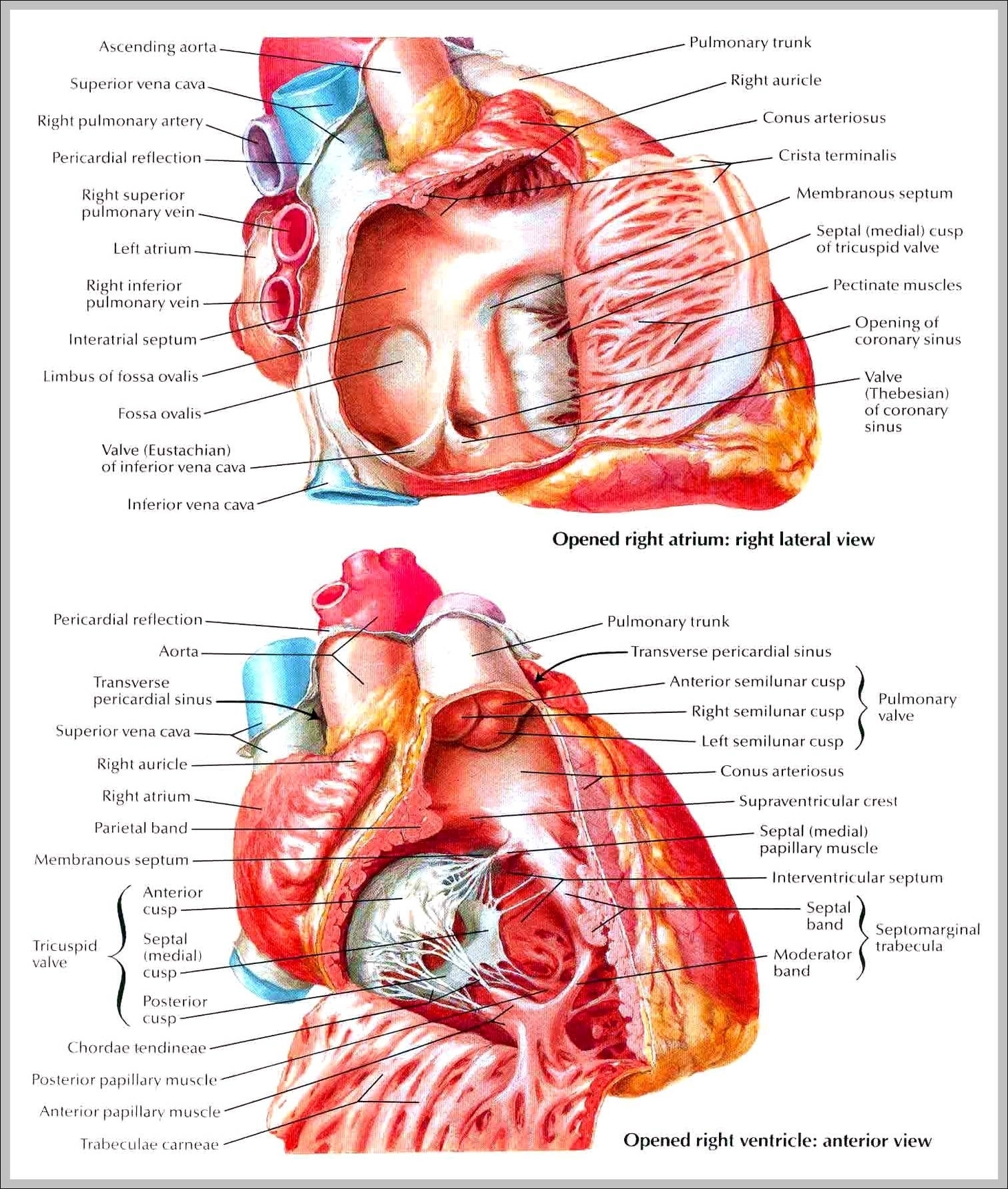 musculature anatomy chart