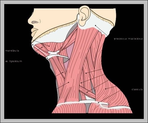 name of neck muscles