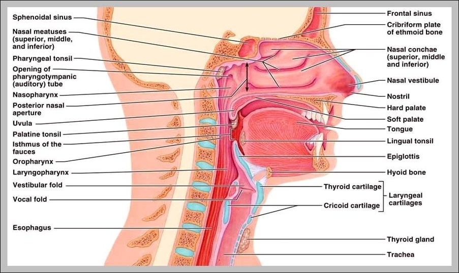 nasal system
