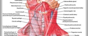 neck anatomy muscles