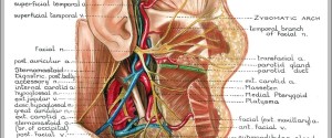 neck anatomy pictures