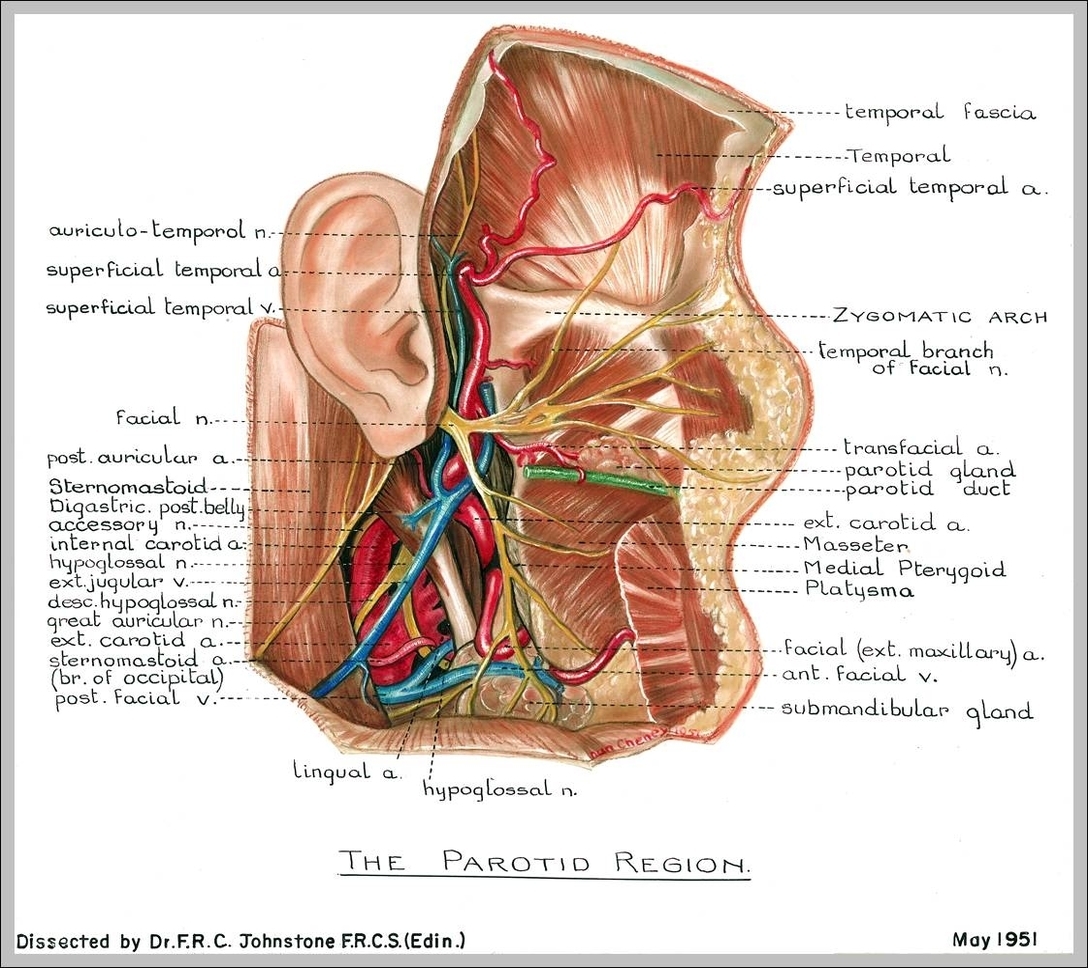 neck anatomy pictures