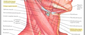 neck and head muscles