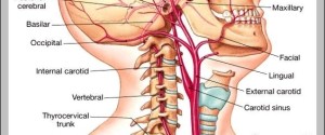 neck arteries