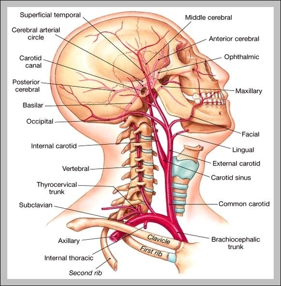 neck arteries