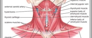 neck bone anatomy