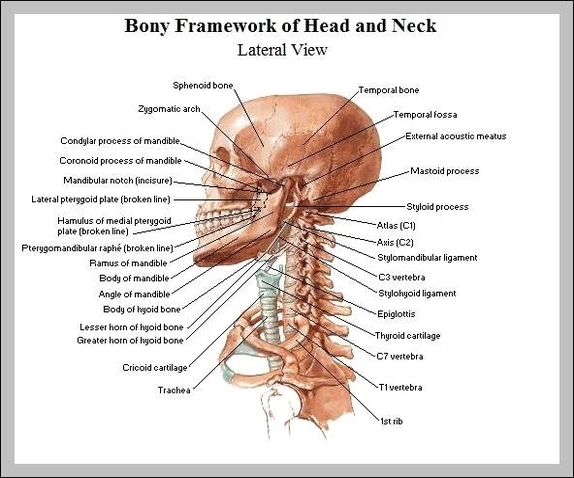 neck bones anatomy