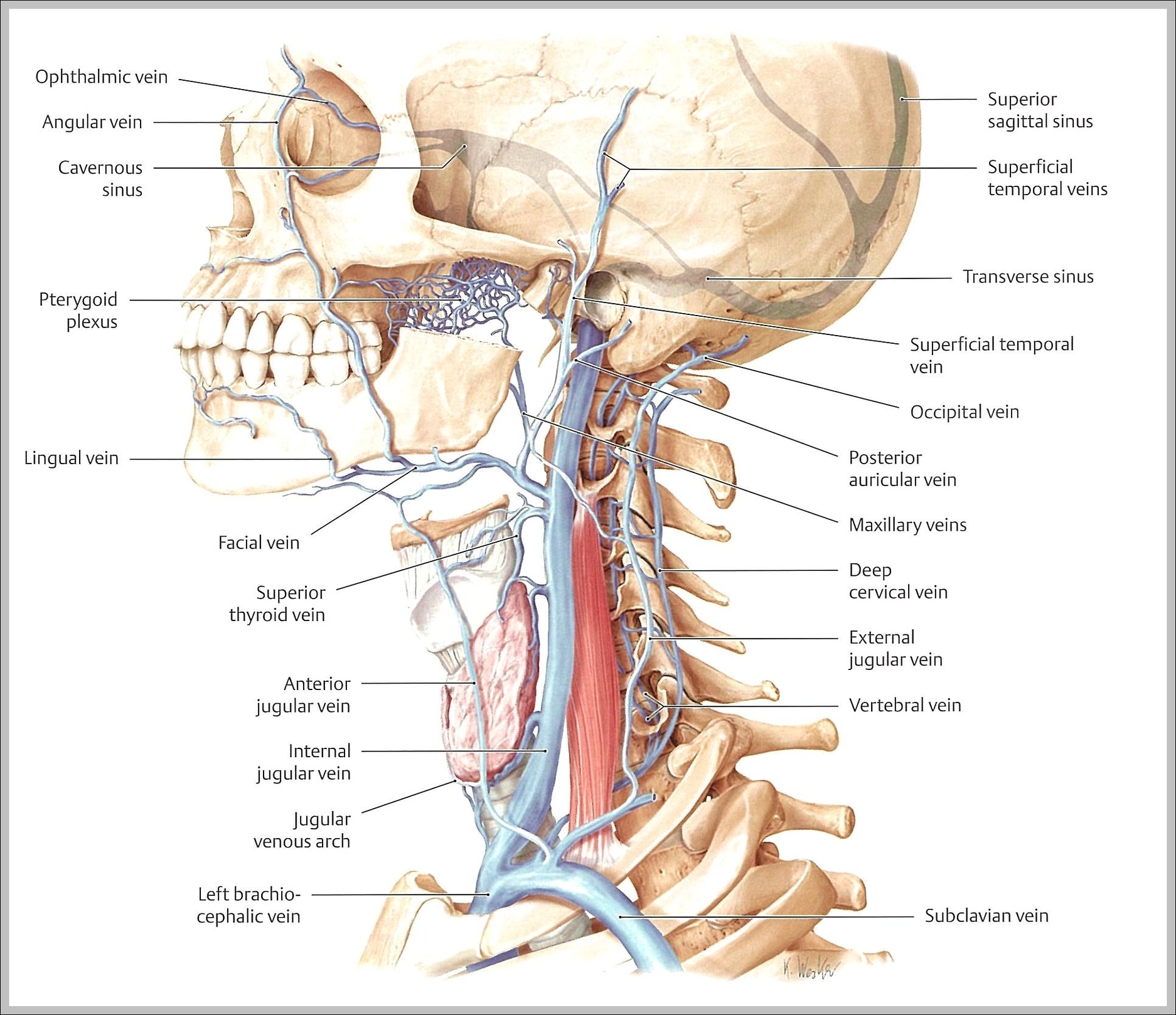 neck veins