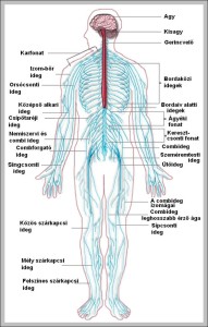 Nerve system diagram - Graph Diagram