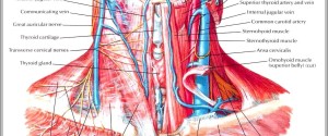 nerves of neck