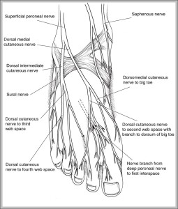 feet nerve endings