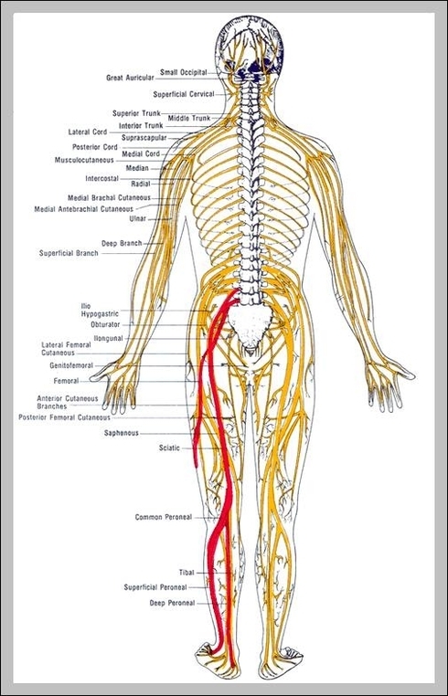 nerves of the lower back