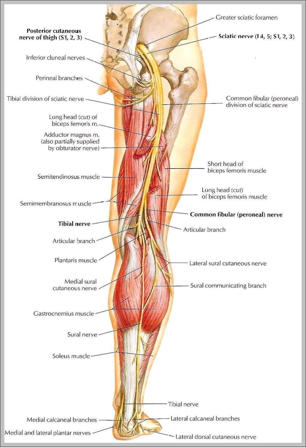 nerves of the lower leg