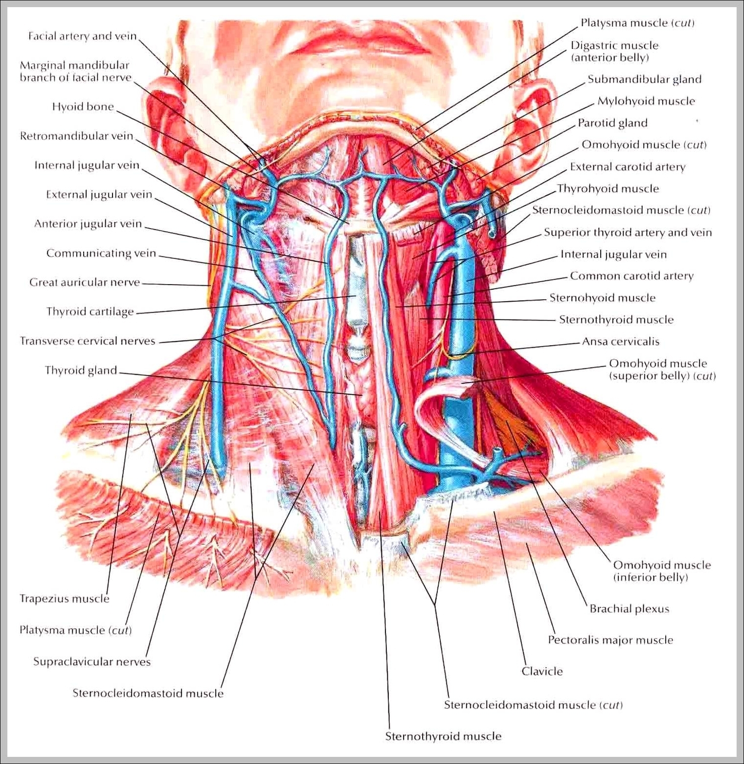 nerves of the neck