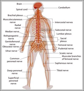 Nervous system information - Graph Diagram