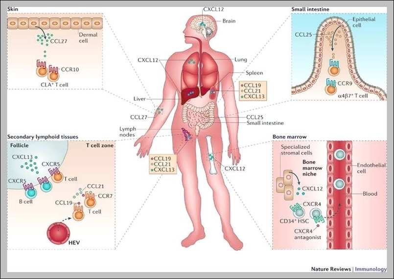 organ locations in the body