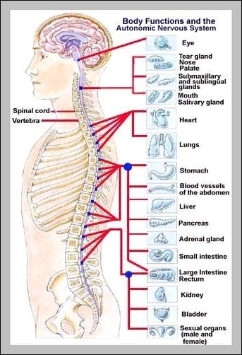 organs in skeletal system