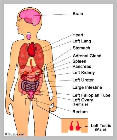 organs in your body diagram