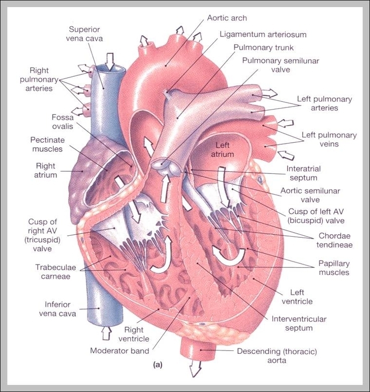 organs inside the human body