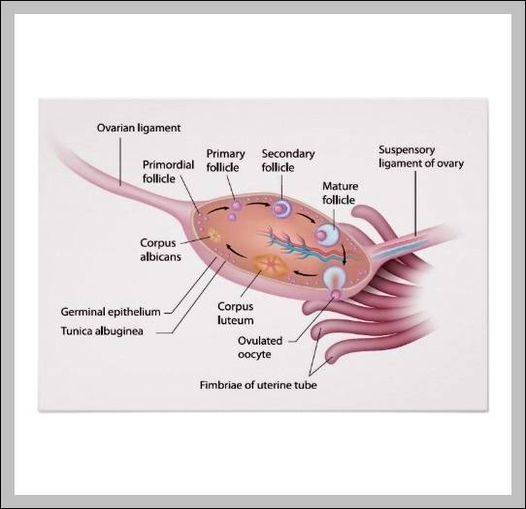 ovaries diagram human body