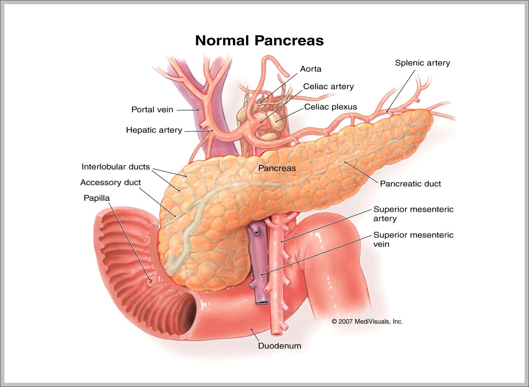 pancreas diagram in body