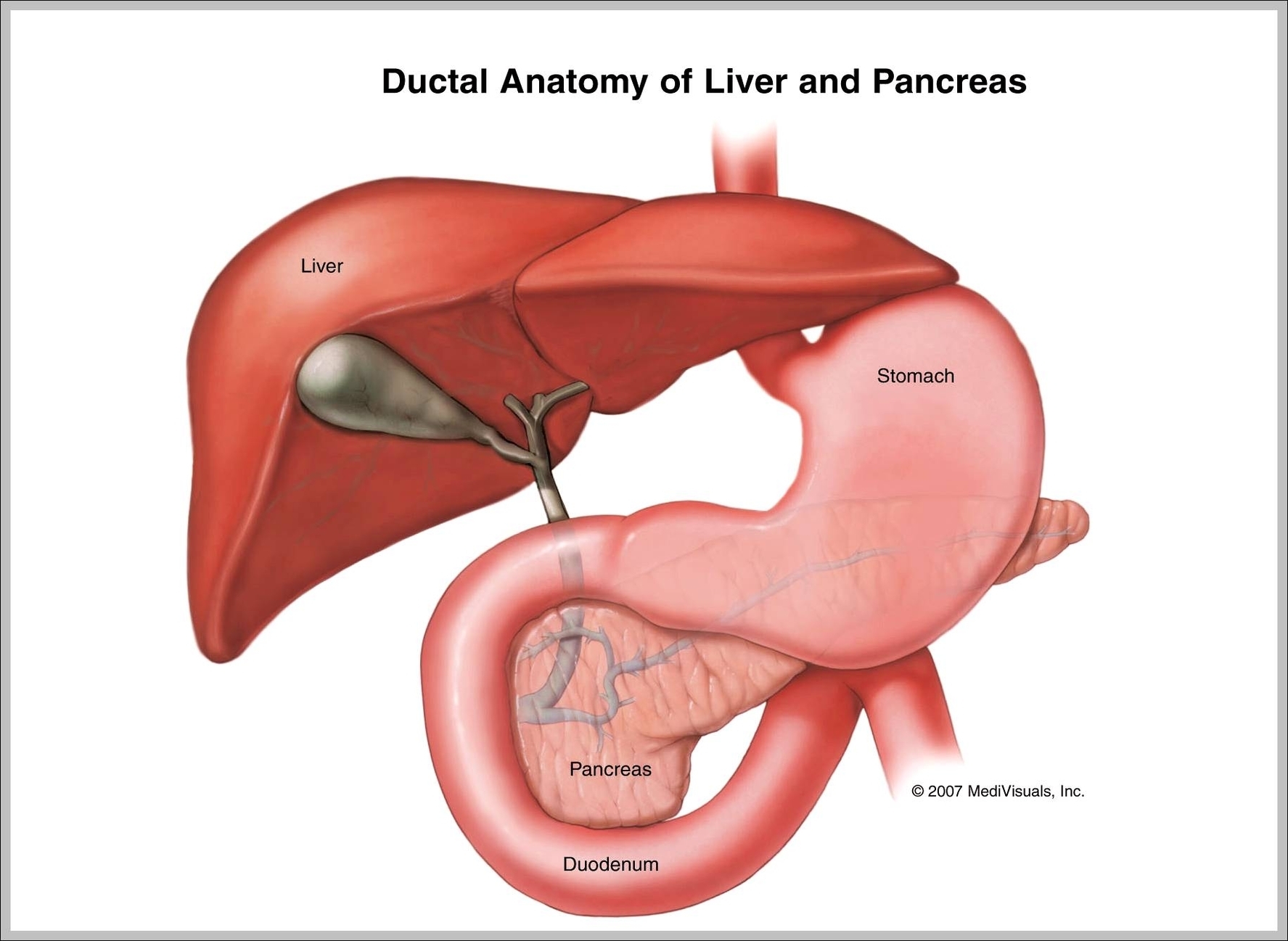 pancreas location in human body