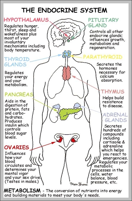 parts of the endocrine system and their functions