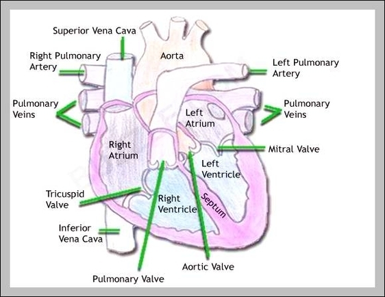 parts of the heart and their functions