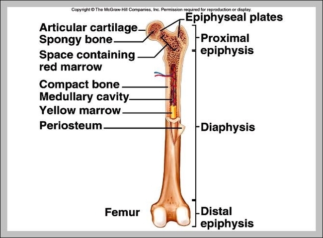 parts of the hip