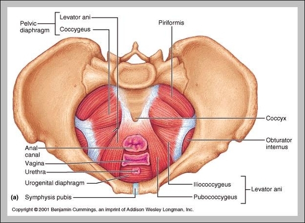 pelvic muscles female