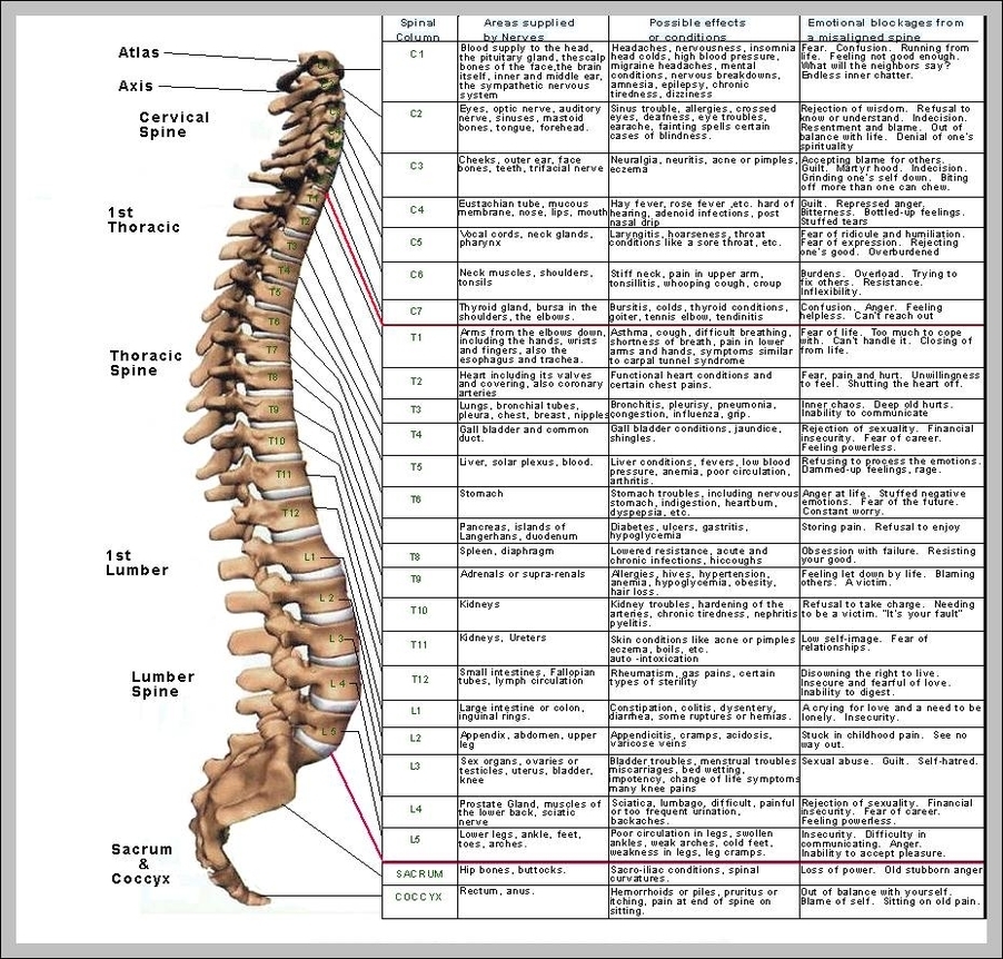 photo of spine