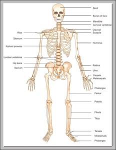 Pics Of Skeletal System - Graph Diagram