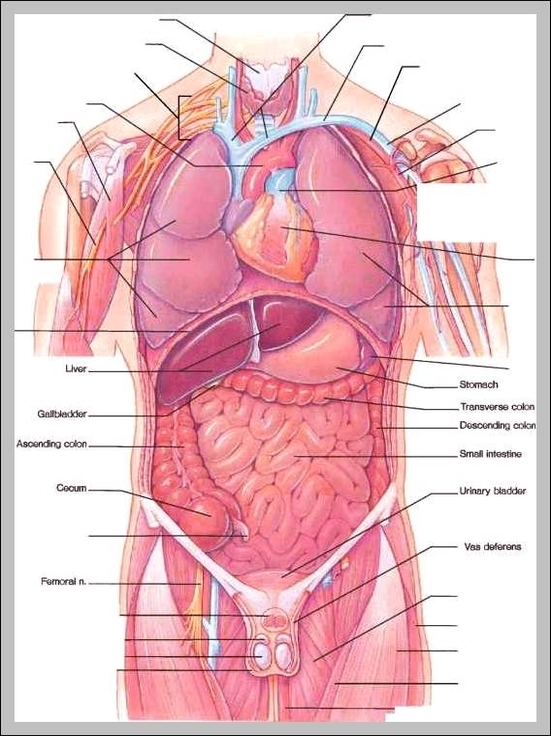 Как расположены органы у человека фото спереди внутренние с надписями