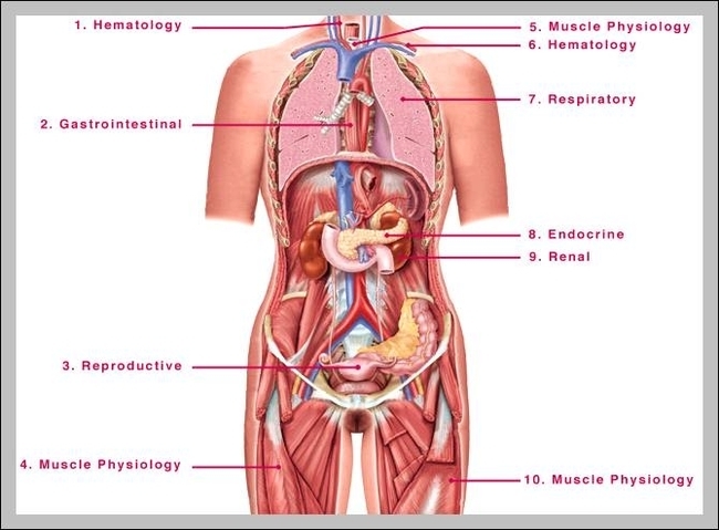 picture female human anatomy
