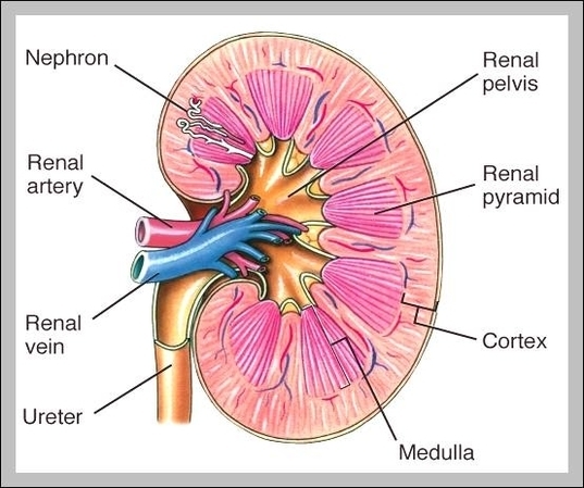 picture of a human kidney 2