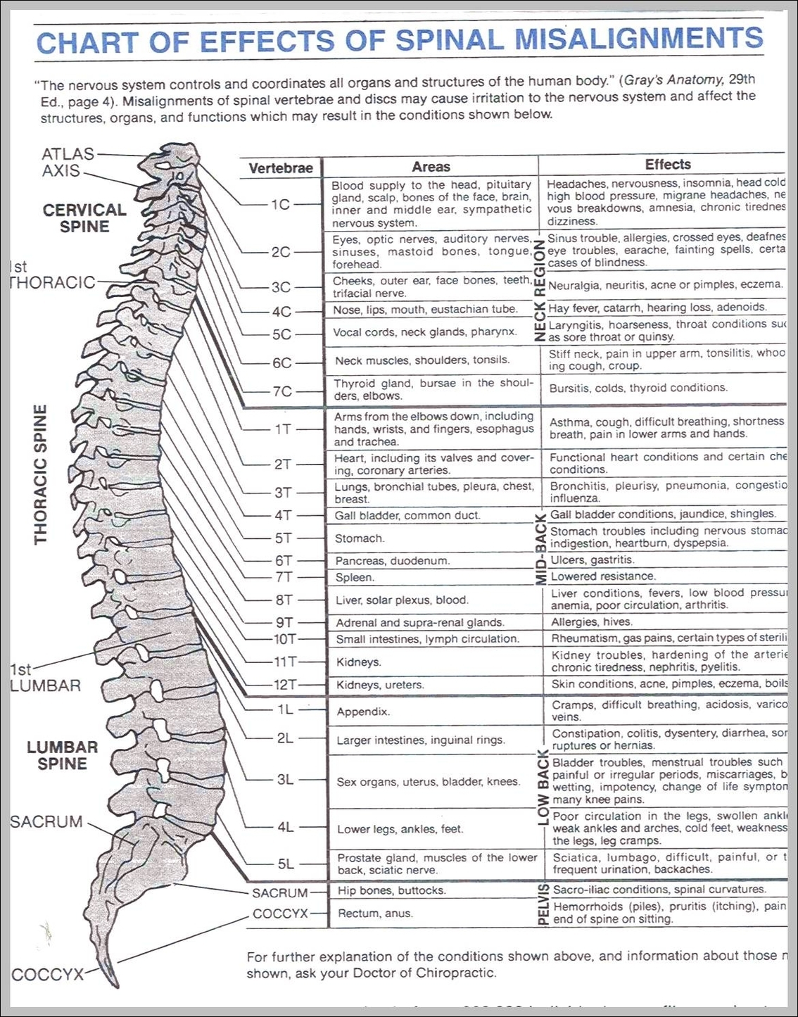 picture of a spine