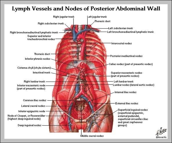 picture of abdominal anatomy